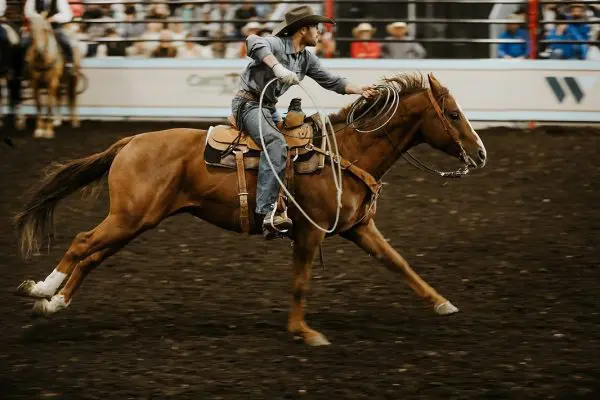 Canadian Country Expo horse rider with Westland logo on backboard of arena