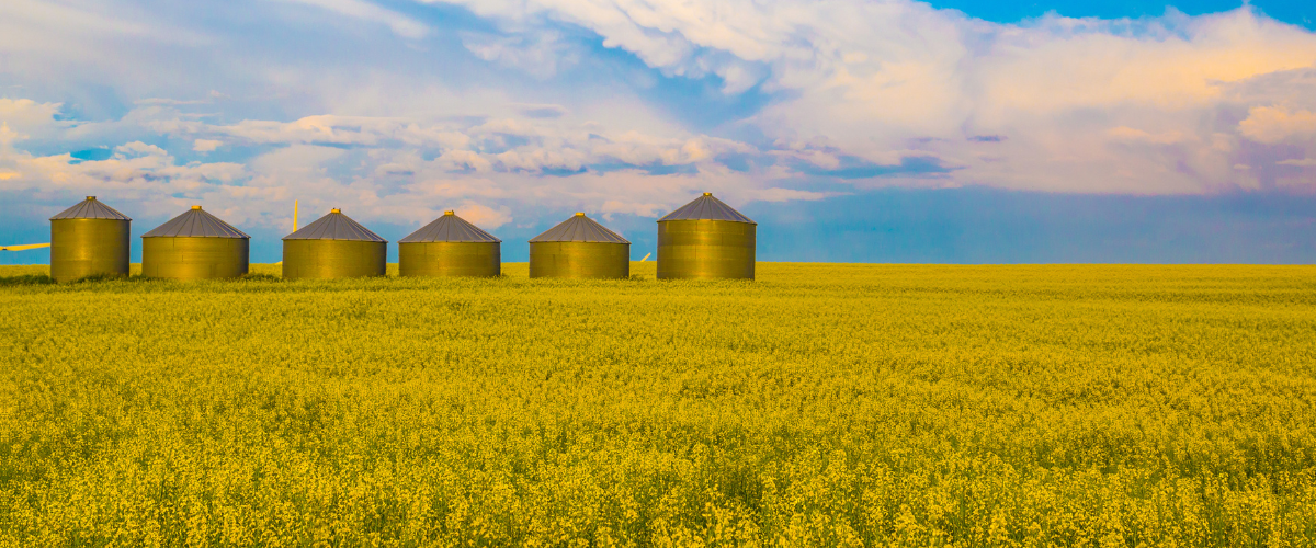 Canola fields on a farm showing the importance of seed insurance.