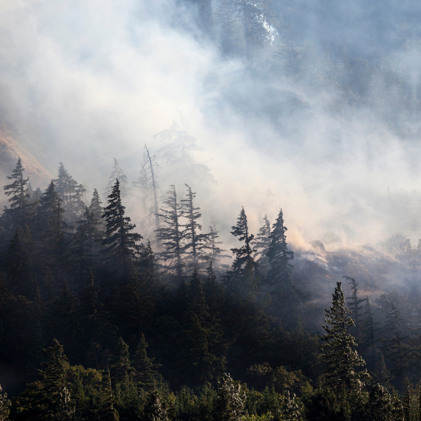 Smoke covering trees during a wildfire.