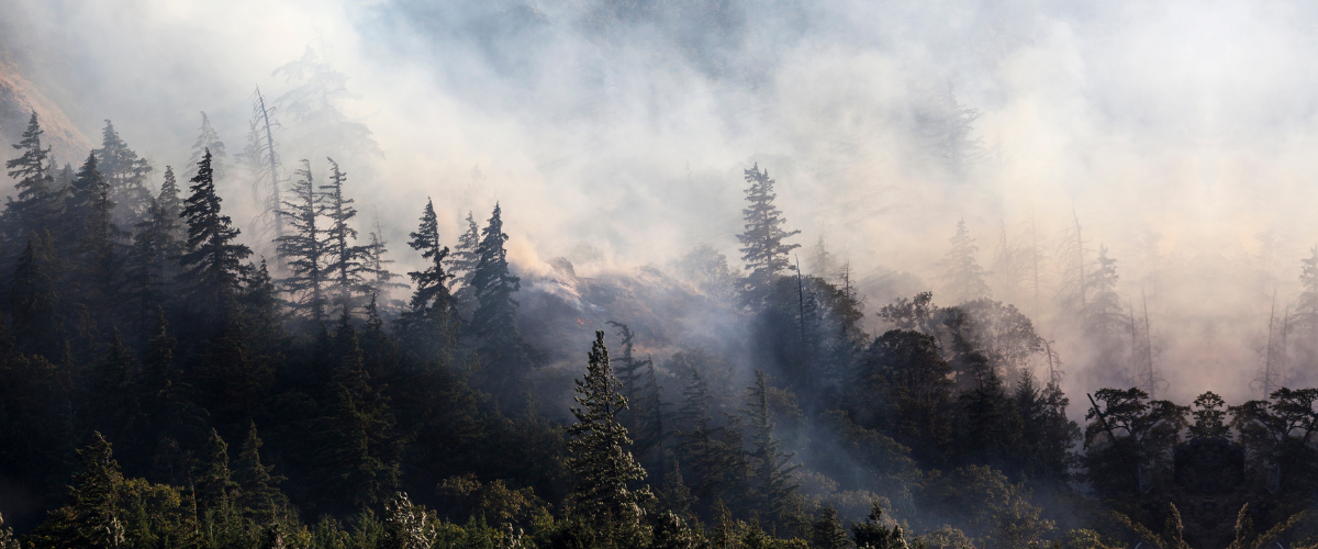 Smoke covering trees during a wildfire.